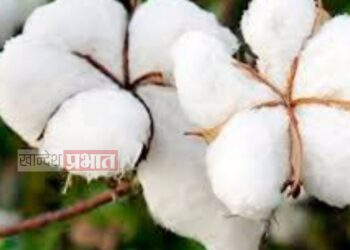 कापूस उत्पादक शेतकऱ्यांसाठी कृषि विभागाचा सल्ला