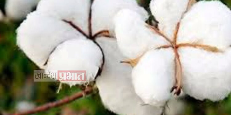 कापूस उत्पादक शेतकऱ्यांसाठी कृषि विभागाचा सल्ला