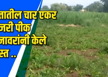 कजगाव शेती शिवारात जनावरांचा उपद्रव- VIDEO