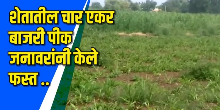 कजगाव शेती शिवारात जनावरांचा उपद्रव- VIDEO