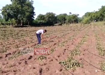 अतिवृष्टीमुळे झालेल्या नुकसानीची माहिती शेतकऱ्यांनी 72 तासाच्या आत विमा कंपनीस कळवावी