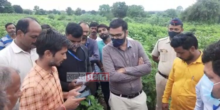 ई-पीक पाहणी साठी जिल्हाधिकारी पोहचले शेतकऱ्याच्या बांधावर