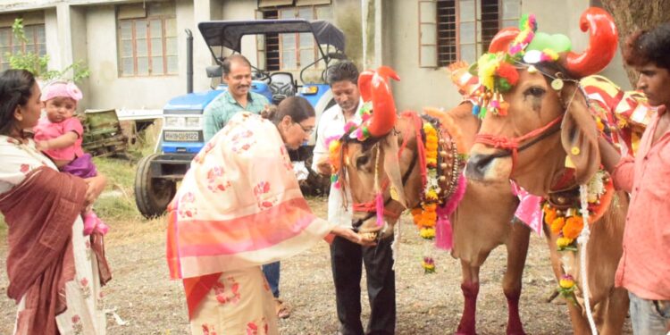 सर्जाराजाचा पोळा सण डॉ.उल्हास पाटील कृषी महाविद्यालयात साजरा