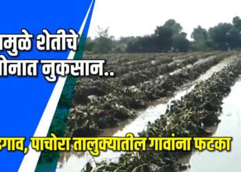 भडगाव, पाचोरा तालुक्यात पूर-अतिवृष्टीमुळे शेतकऱ्यांचे अतोनात नुकसान VIDEO