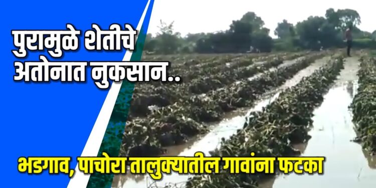 भडगाव, पाचोरा तालुक्यात पूर-अतिवृष्टीमुळे शेतकऱ्यांचे अतोनात नुकसान VIDEO