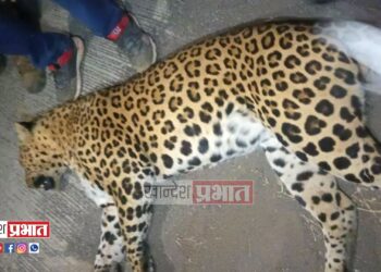 वाहनाच्या धडकेत बिबट्या ठार