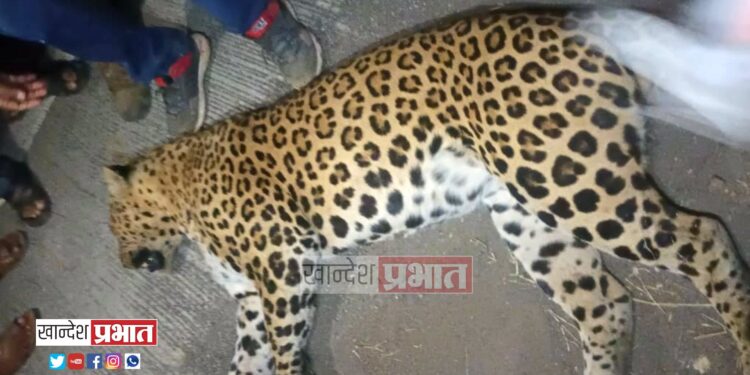 वाहनाच्या धडकेत बिबट्या ठार