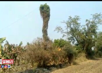 विजेच्या तारांनामध्ये शॉर्टसर्किट झाल्याने शेतात आग