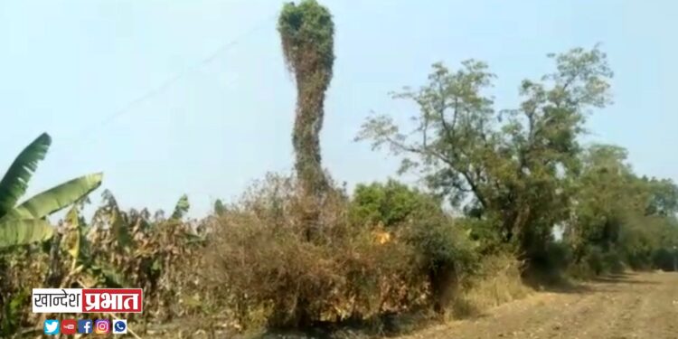 विजेच्या तारांनामध्ये शॉर्टसर्किट झाल्याने शेतात आग