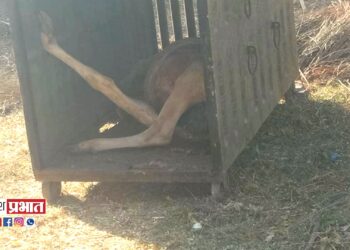 चोरगाव शिवारातील बिबट्या अखेर जेरबंद