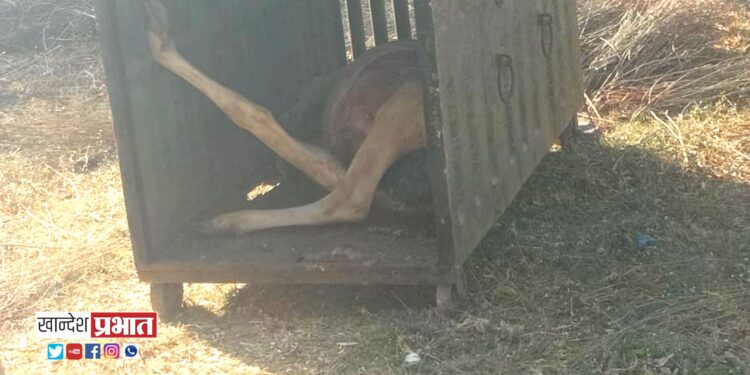 चोरगाव शिवारातील बिबट्या अखेर जेरबंद