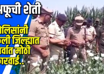 तब्बल तीन एकरात अफूची लागवड केल्याचा प्रकार उघडकीस  VIDEO