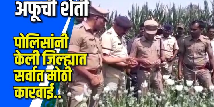 तब्बल तीन एकरात अफूची लागवड केल्याचा प्रकार उघडकीस  VIDEO
