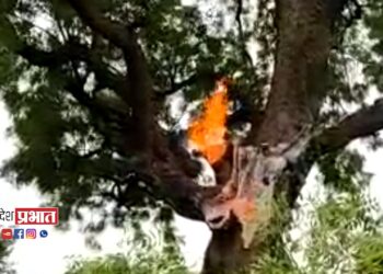 कडुनिंबाच्या झाडावर वीज पडल्याने झाड पेटले !