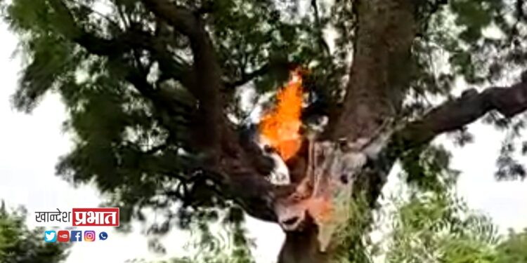 कडुनिंबाच्या झाडावर वीज पडल्याने झाड पेटले !