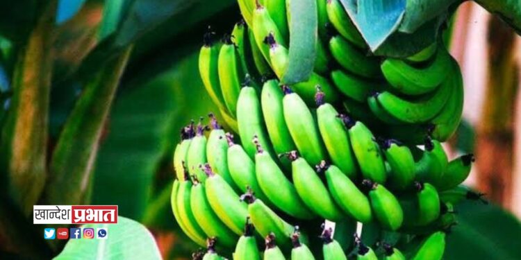 ‘जळगावची केळी’ पोस्टाच्या पाकिटाचे मंगळवारी प्रकाशन