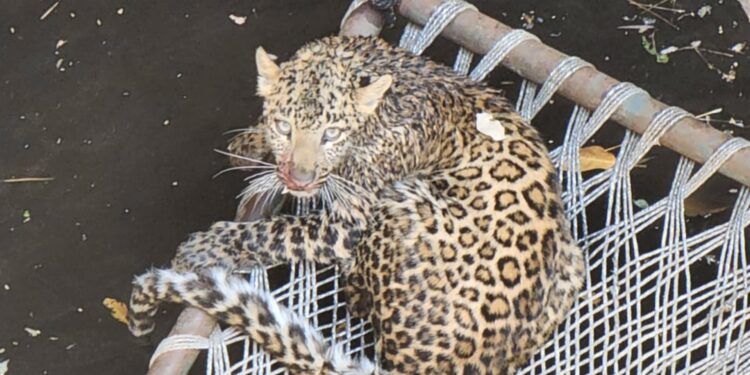 विहिरीत पडलेल्या बिबट्याला वन विभागाने दिले जीवदान