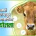 पशुधनाची उष्णलहरी पासून करा बचाव…!