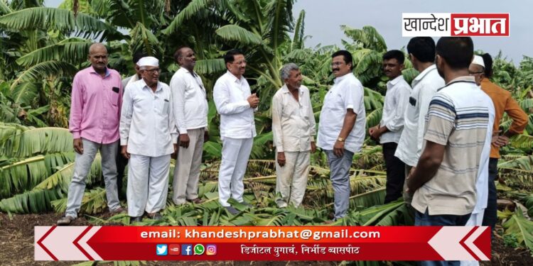 केळी उत्पादकांचे अश्रू पुसण्यासाठी सरसावले माजी कृषी राज्यमंत्री गुलाबराव देवकर !