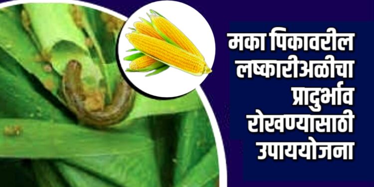 खरीप हंगामात मका पिकावरील लष्कारीअळीचा प्रादुर्भाव रोखण्यासाठी उपाययोजना
