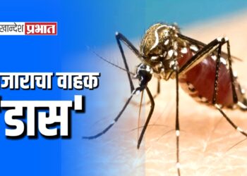 पावसाळ्यात डासांपासून आपला बचाव करा !..