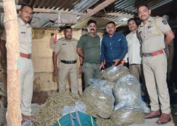 चोपडा तालुक्यात ११ लाखांचा गांजा पकडला