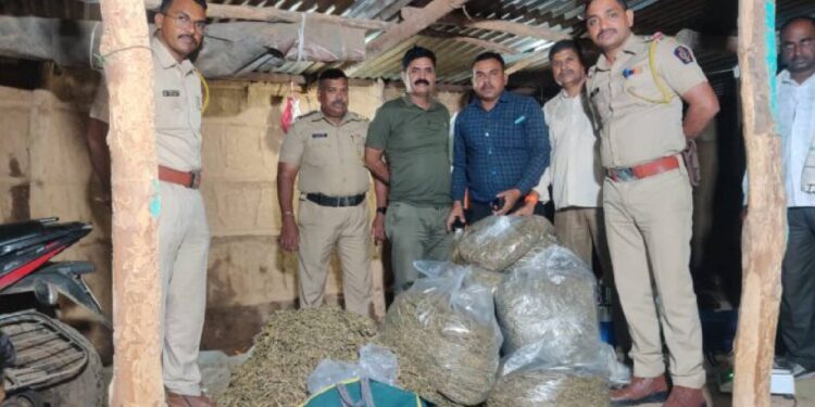 चोपडा तालुक्यात ११ लाखांचा गांजा पकडला
