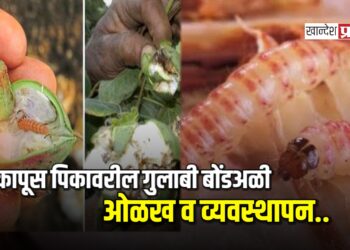 कापूस पिकावरील गुलाबी बोंडअळी ओळख व व्यवस्थापन