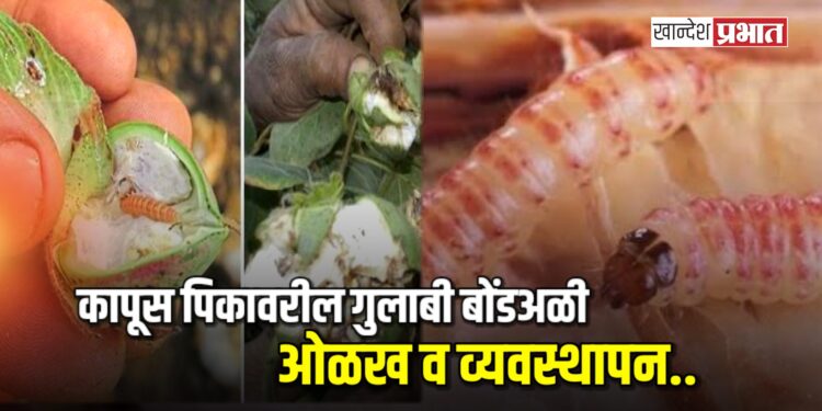 कापूस पिकावरील गुलाबी बोंडअळी ओळख व व्यवस्थापन