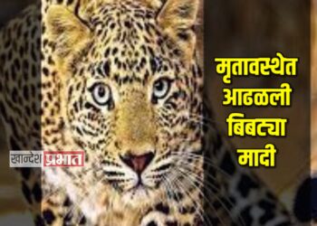 मृतावस्थेत आढळली बिबट्या मादी