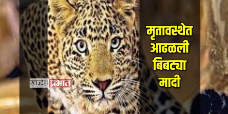 मृतावस्थेत आढळली बिबट्या मादी