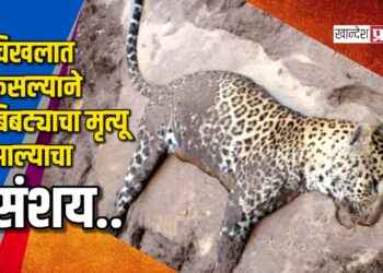 चिखलात फसल्याने बिबट्याचा मृत्यू झाल्याचा संशय