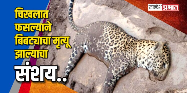 चिखलात फसल्याने बिबट्याचा मृत्यू झाल्याचा संशय