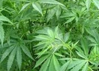 शेतात गांजाची शेती ! ; शेतकऱ्यावर गुन्हा