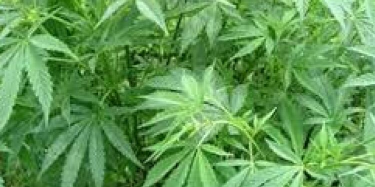 शेतात गांजाची शेती ! ; शेतकऱ्यावर गुन्हा