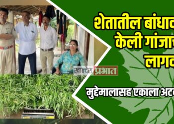 शेतातील बांधावर गांजाची लागवड ; मुद्देमालासह एकाला अटक