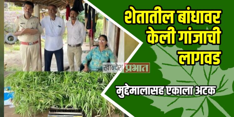 शेतातील बांधावर गांजाची लागवड ; मुद्देमालासह एकाला अटक