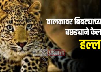 बालकावर बिबट्याच्या बछड्याने केला हल्ला ; यावल तालुक्यातील घटना