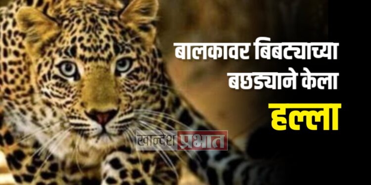बालकावर बिबट्याच्या बछड्याने केला हल्ला ; यावल तालुक्यातील घटना