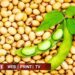 सोयाबीन व भरडधान्य खरेदीच्या नोंदणीसाठी शासनाकडून ३१ डिसेबरपर्यंत मुदतवाढ