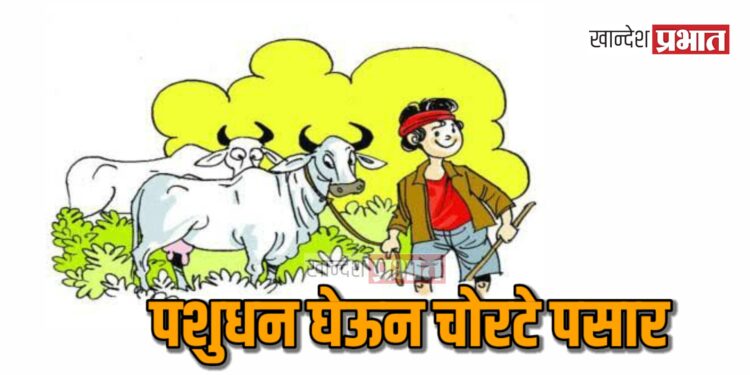 पशुधन घेऊन चोरटे पसार : ३ गायींसह ३ बैलांची चोरी