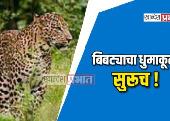 बिबट्याचा धुमाकूळ सुरूच ; चाळीसगाव तालुक्यात वासराचा पाडला फडशा