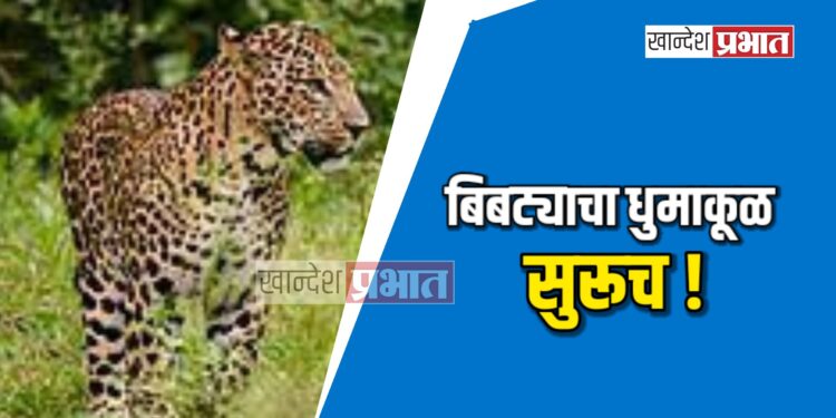 बिबट्याचा धुमाकूळ सुरूच ; चाळीसगाव तालुक्यात वासराचा पाडला फडशा