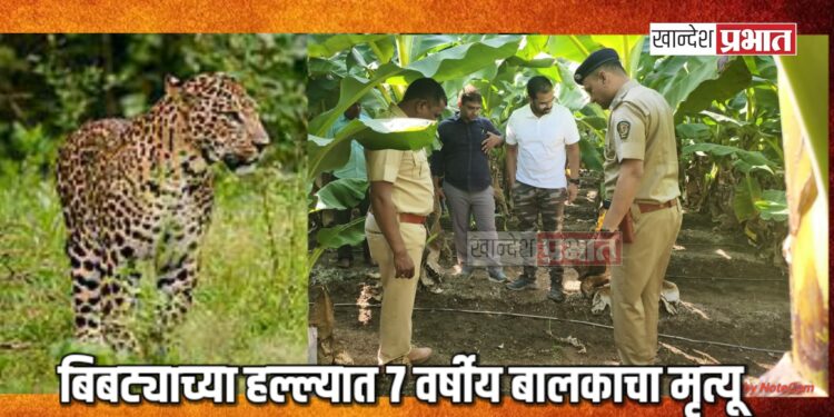 बिबट्याच्या हल्ल्यात ७ वर्षीय बालकाचा मृत्यू