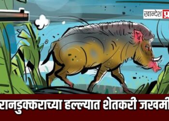 रानडुक्कराच्या हल्ल्यात शेतकरी जखमी ; पाचोरा तालुक्यातील घटना