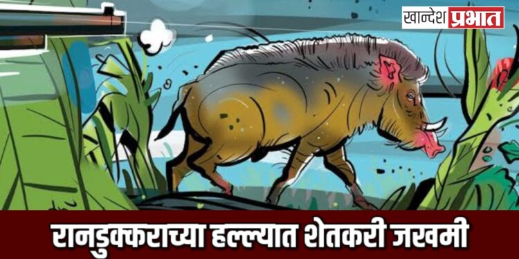 रानडुक्कराच्या हल्ल्यात शेतकरी जखमी ; पाचोरा तालुक्यातील घटना