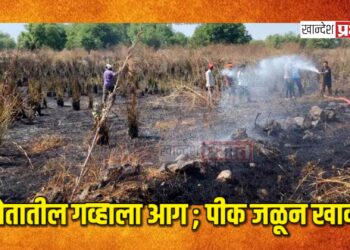 शेतातील गव्हाला आग ; पीक जळून खाक