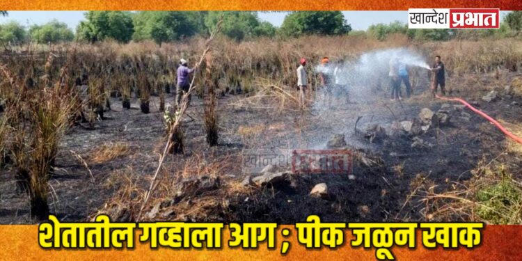 शेतातील गव्हाला आग ; पीक जळून खाक