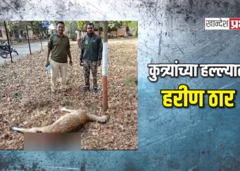 कुत्र्यांच्या हल्ल्यात हरीण ठार, वनविभागाने केला पंचनामा !