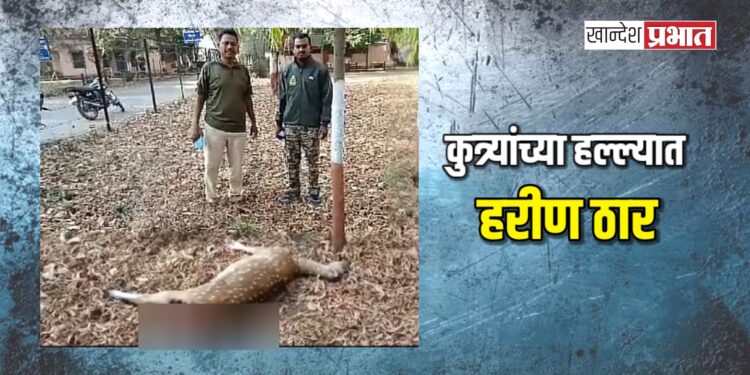 कुत्र्यांच्या हल्ल्यात हरीण ठार, वनविभागाने केला पंचनामा !